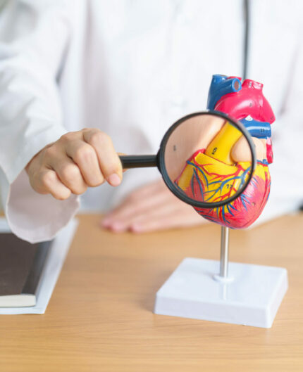 Doctor with human Heart anatomy model and magnifying glass. Card Doctor with human Heart anatomy model and magnifying glass. Cardiovascular Diseases, Atherosclerosis, Hypertensive Heart, Valvular Heart, Aortopulmonary window, world Heart day and health concept